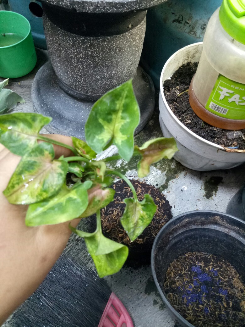 Tanaman Hias Syngonium Mini Maria Allusion