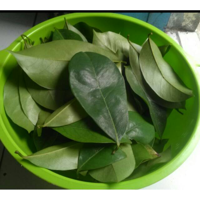 

Daun Sirsak / Daun Sirsat 50lembar