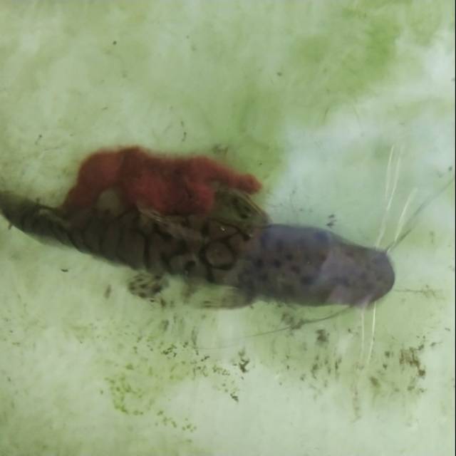 IKAN PREDATOR TIGER CATFISH  (TCN) JUMBO BONUS PREDATOR LAIN