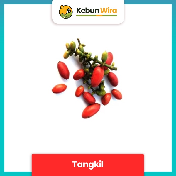 

Tangkil | Melinjo