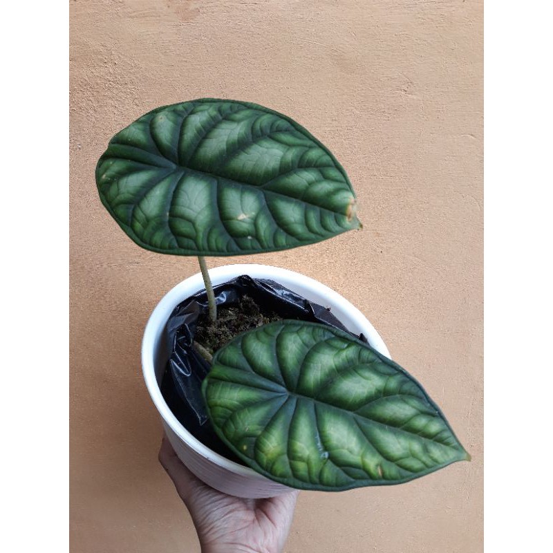 Alocasia Dragon Scale Baginda