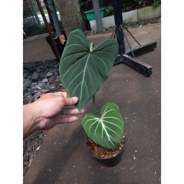 tanaman Hias Bunga philodenron Gloryosum Dark Form /gloriosum white fine