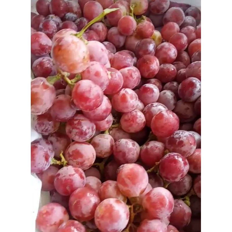 

Buah Anggur