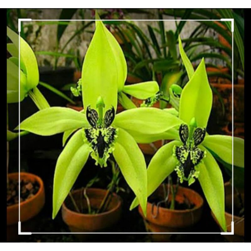 Anggrek hitam Kalimantan dewasa #anggrekmurah