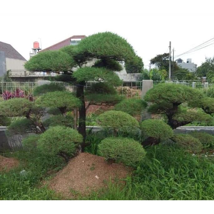 Ready Bibit Pohon Cemara Udang Bahan Bonsai - Benih / Biji / Bibit Paling Laris