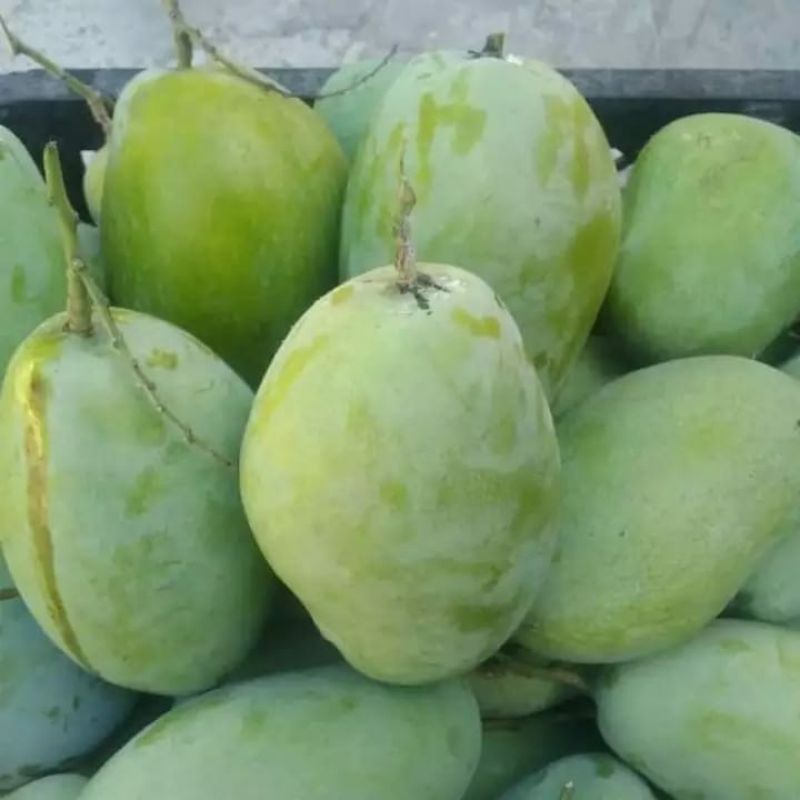 Buah mangga indramayu matang 1 kg