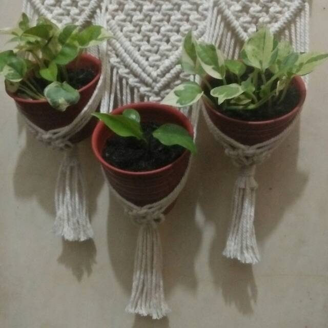 Macrame plant hanger/gantungan pot dinding macrame/gantungan tali katun