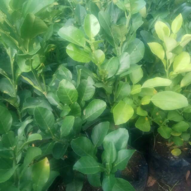 RED PAMELO//JERUK RED PAMELO