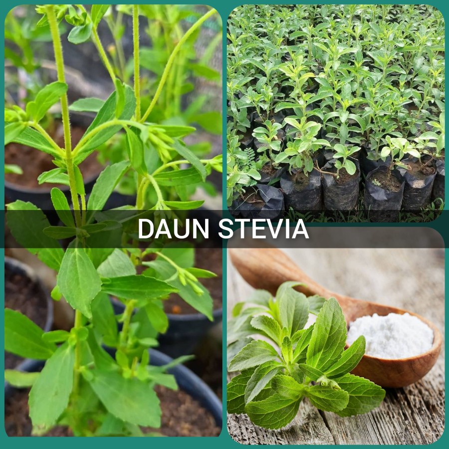 Bibit Stevia Tanaman Herbal Stevia Pemanis Alami Tanaman Daun Stevia