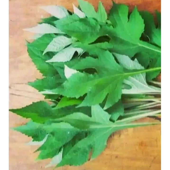 

Ready dipohon/Daun insulin segar 250gr