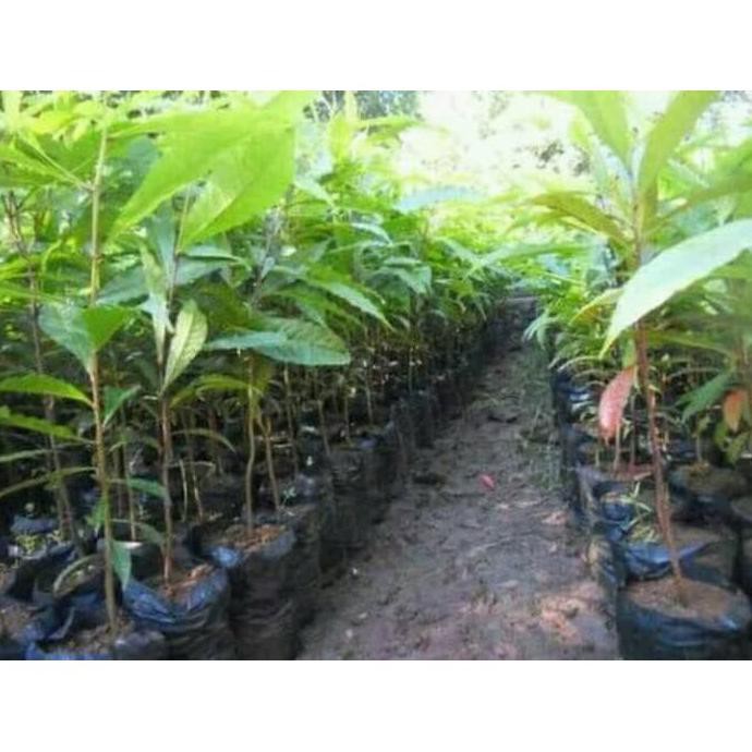 Paket 10  Bibit Jenitri super