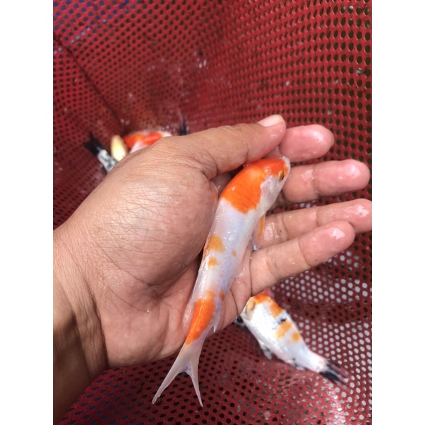 

ikan koi warna cerah 9-10cm