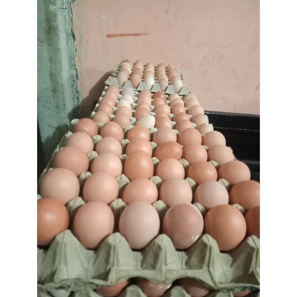 

telur ayam ASC fresh