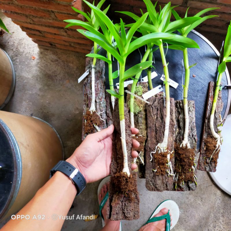 Keiki remaja Dendrobium superbiens + media tempel papan