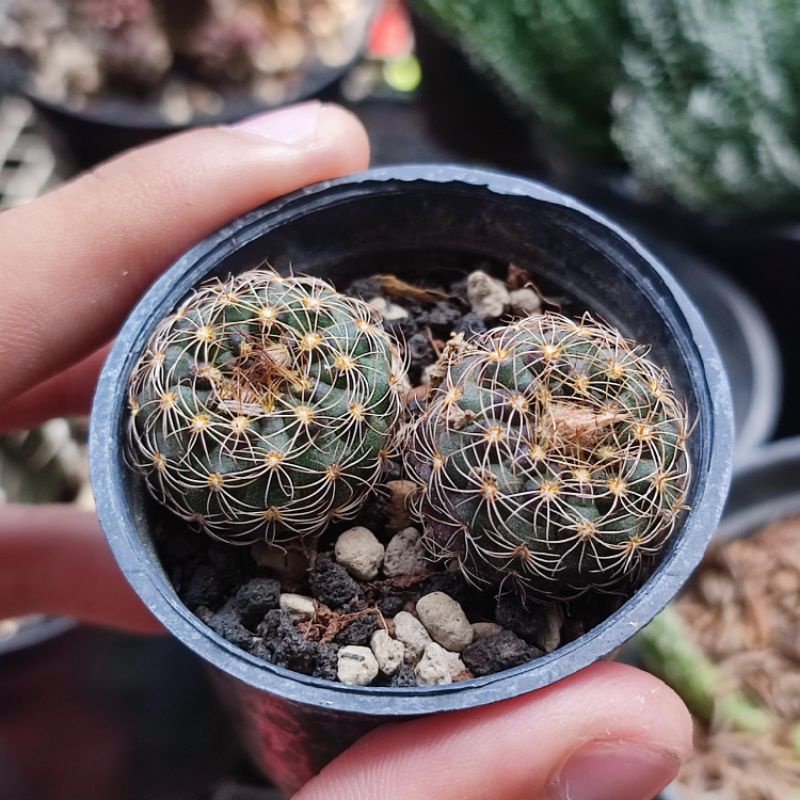 Kaktus Fraileana Import Seedling