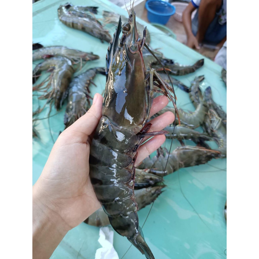 

FRESH SEAFOOD UDANG WINDU SUPPLIER