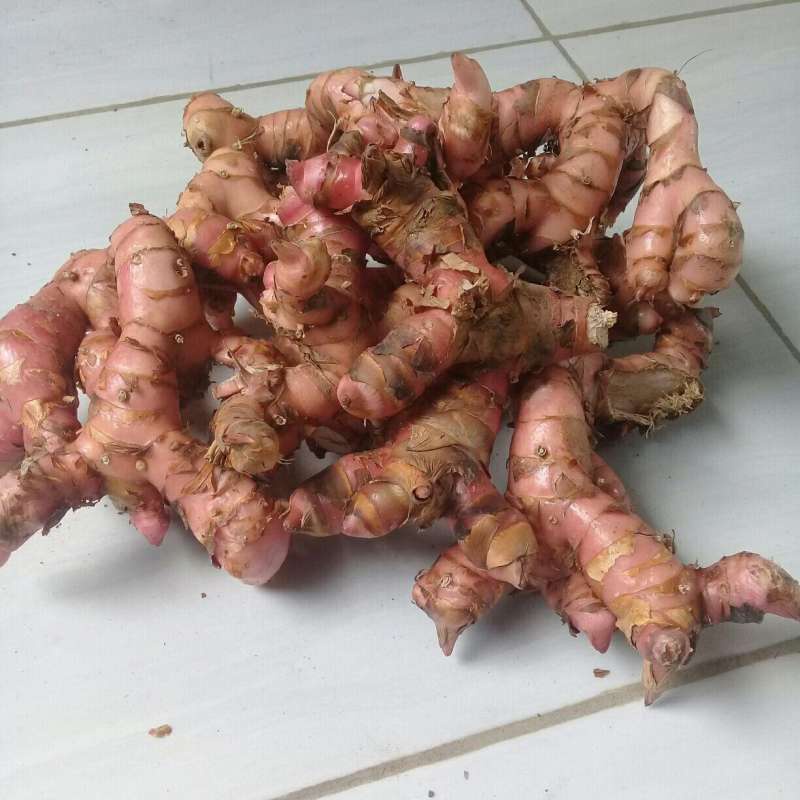 

1KG Lengkuas - Laos Laja Gowah / Goa / Lengkuas Hutan Segar