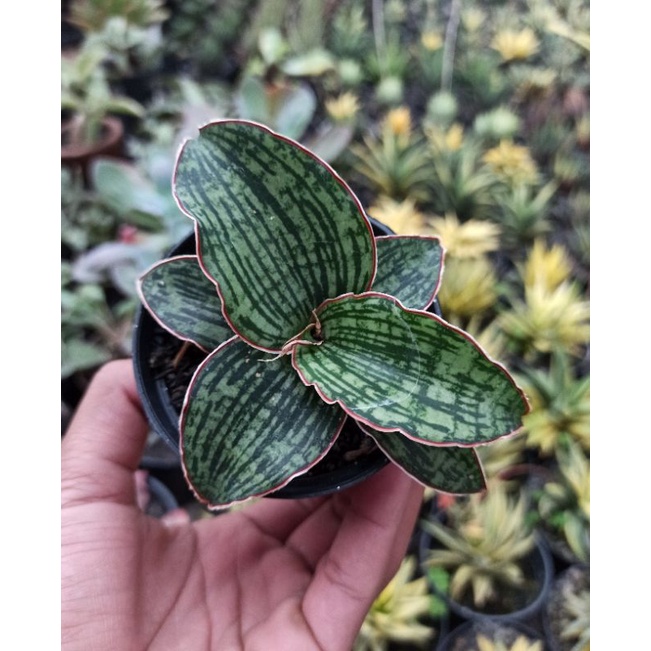 sansevieria cleopatra