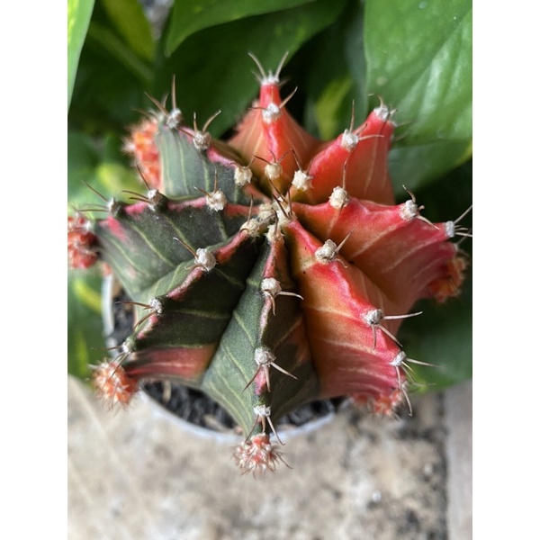 Indukan Kaktus Gymno Miha / Milo / Starfire L24 d 9cm