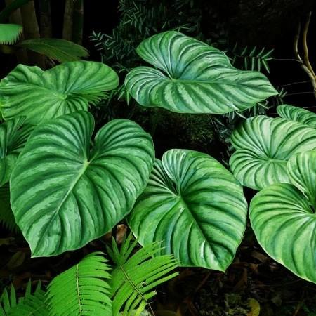 TANAMAN HIAS PHILODENDRON PLOWMANII FACE NARROW TANAMAN HIAS POHON PHILO TANAMAN HIJAU MURAH