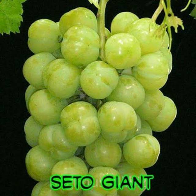 Bibit anggur import jenis seto giant