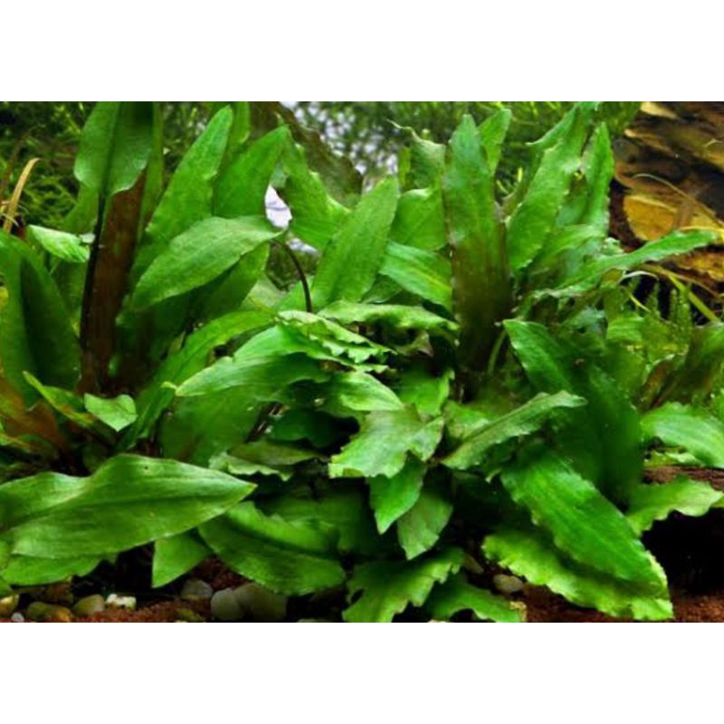 Cryptocoryne wendtii green