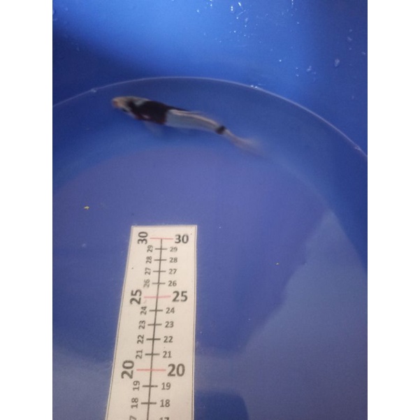 ikan koi budho goromo F1 anakan impor bergaransi pengiriman