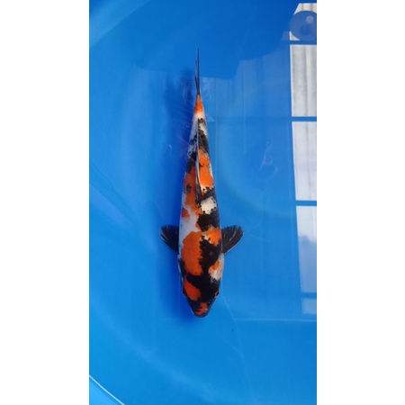 koi showa 30 cm