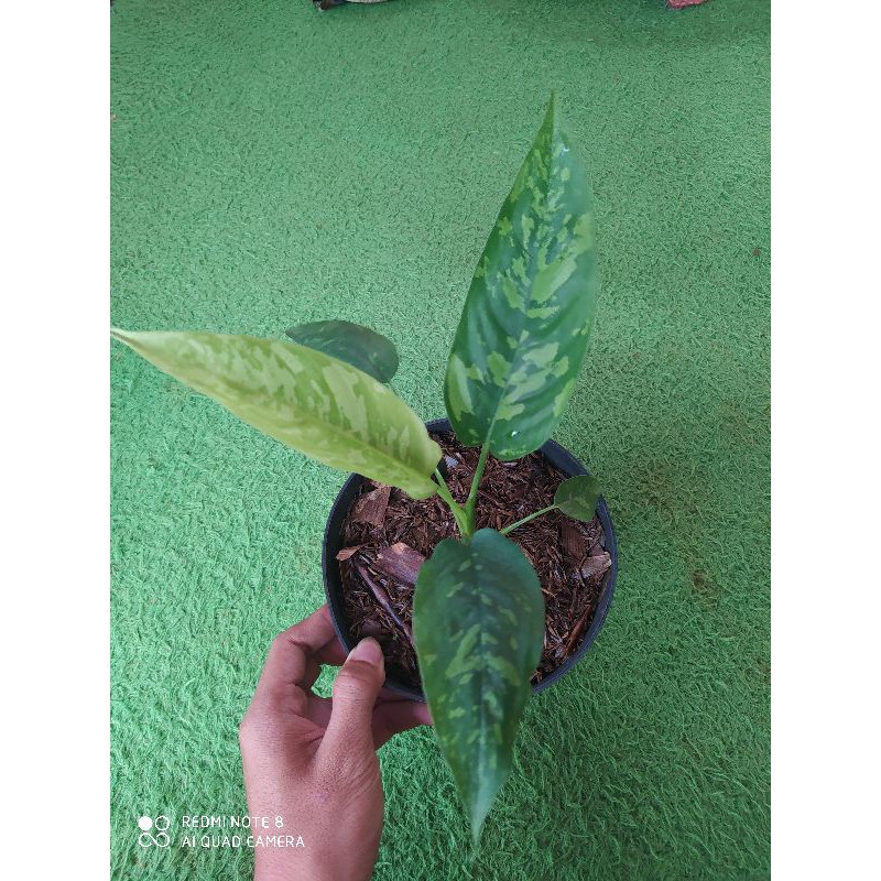 homalomena  variegata schismatoglottis / homalomena  army