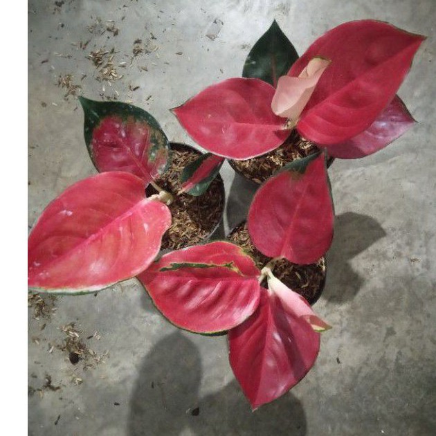 aglonema suksom jaipong daun 2-3 dewasa