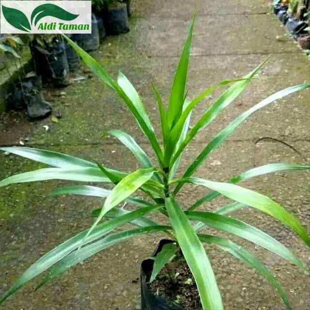 PROMO Daun suji/pohon pandan suji