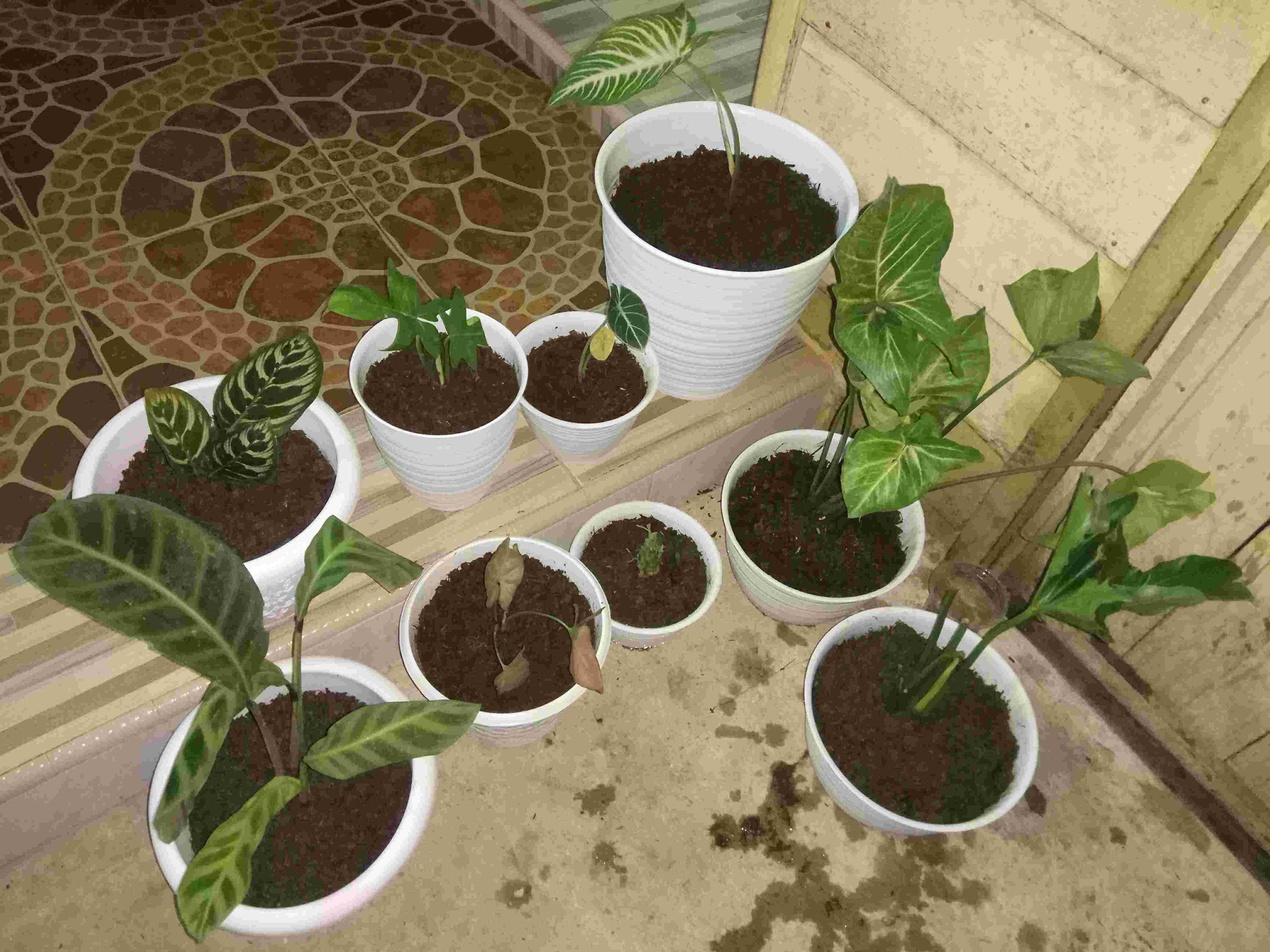 Tanaman Hias Caladium Lindenii Magnificum Keladi Zebra