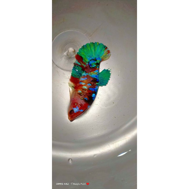 ikan hias cupang betina siap pijah