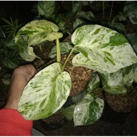 srigading variegata - tanaman srigading putih