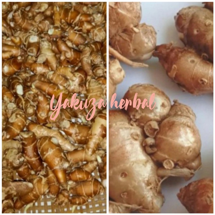 

[New] kencur segar atu cikur segar