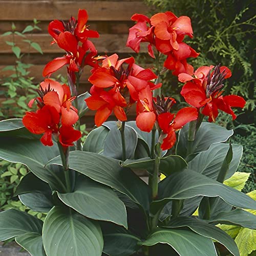 Bibit Benih Bunga Tasbih Canna Lily Merah (1 Gram)