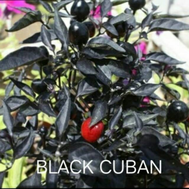 BENIH/BIJI/BIBIT CABAI HIAS CABAI UNIK CABAI BLACK CUBAN