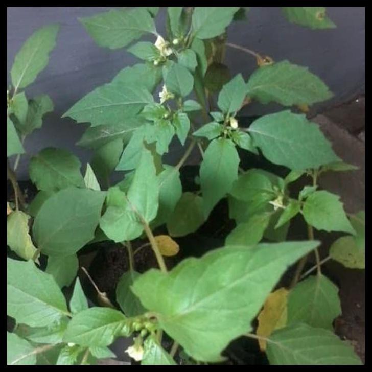 BIBIT TANAMAN OBAT DAUN CIPLUKAN BIBIT CIPLUKAN PHYSALIS PERUVIANA