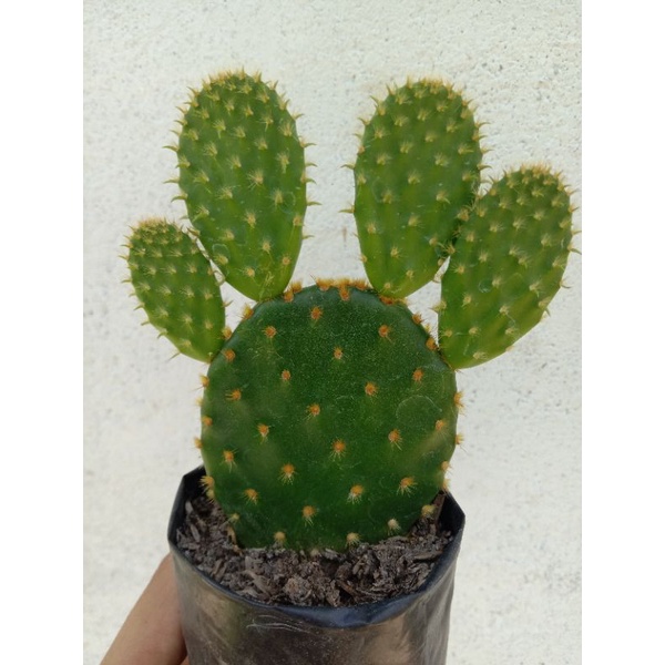 kaktus mickey mouse jumbo/kaktus opuntia/kaktus murah