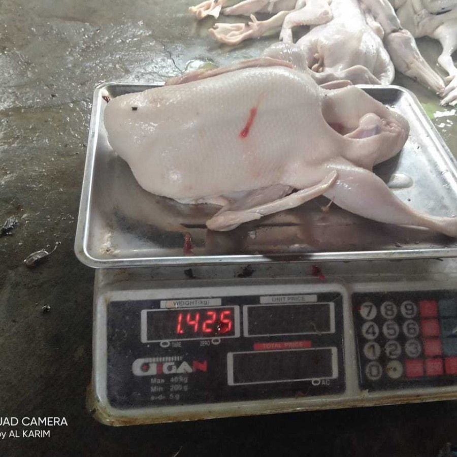 

daging bebek murah bobot 1,4 kg