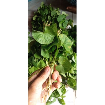 

DAUN PEGAGAN SEGAR 1 IKAT