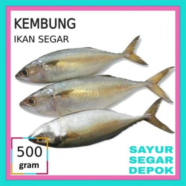 Jual Frozen Ikan Kembung Banjar Di Lapak Zamzam Frozen Seafood Bukalapak