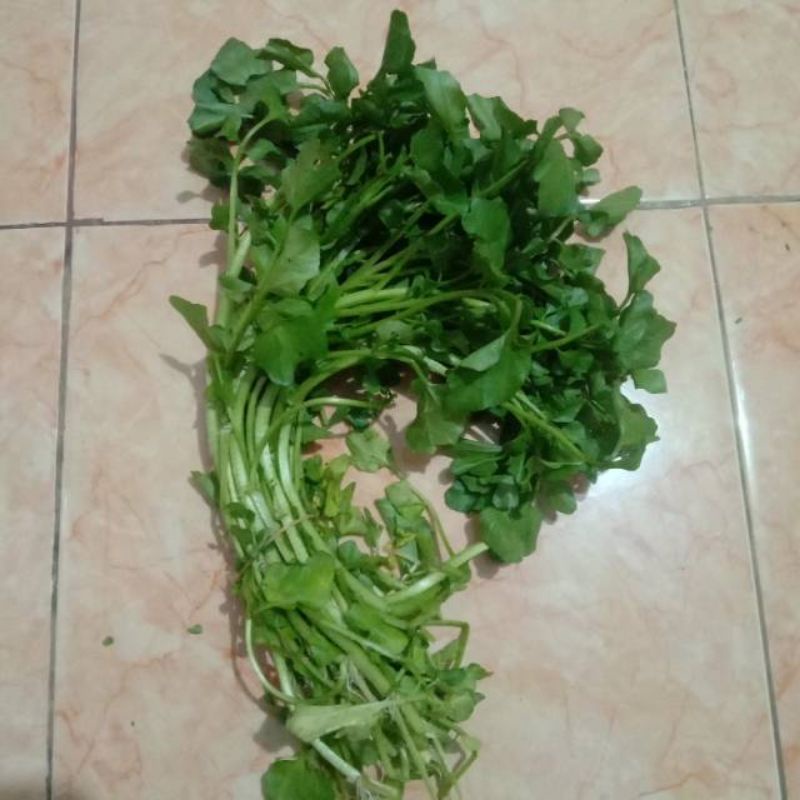 

Selada air 1iket