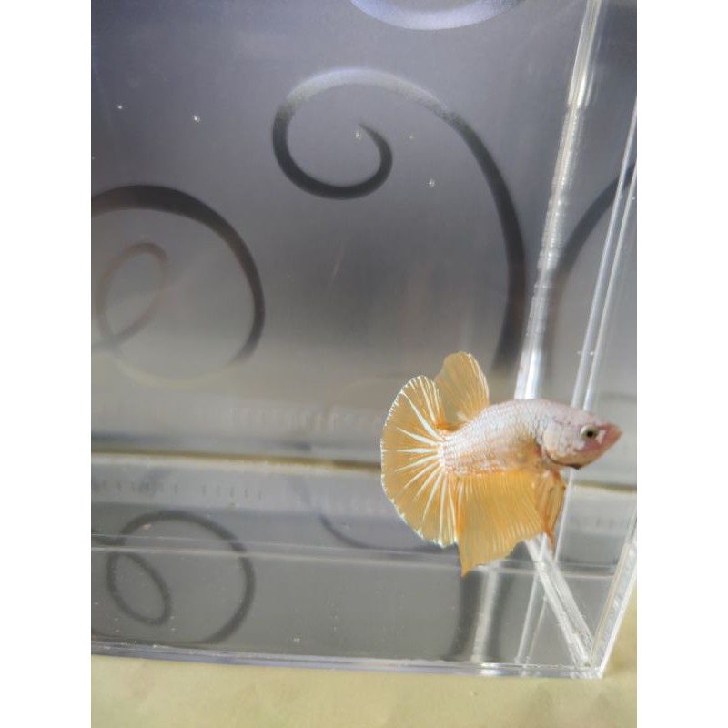 Cupang Plakat Male Yellow Dragon Size L Siap Breed