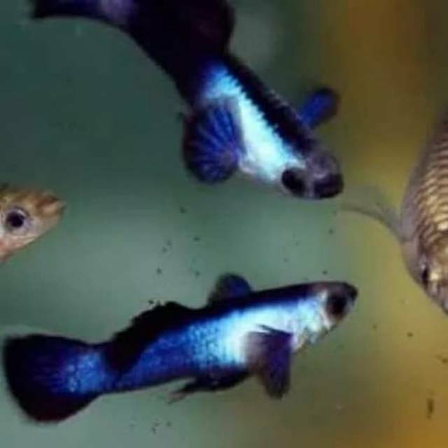 Ikan Hias Guppy Panda Trio Shopee Indonesia