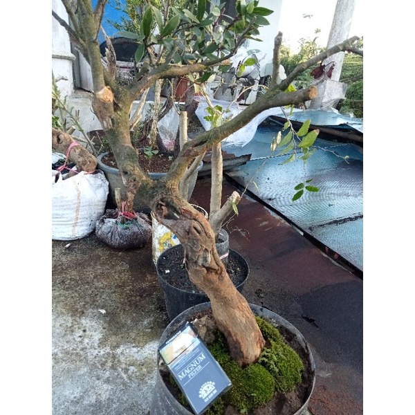 bahan bonsai santigi gunung prospek