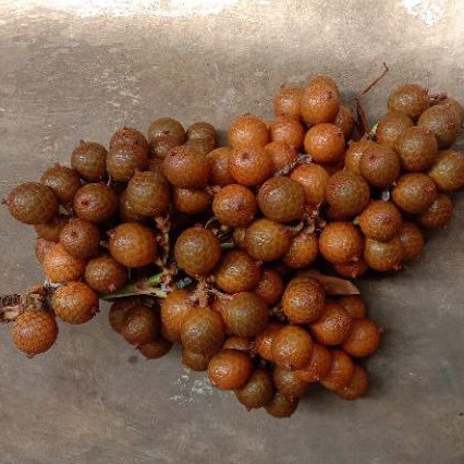 

BUAH ROTAN/PENJALIN