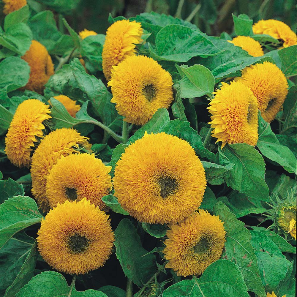 PlantaSeed - 10 Seeds - Teddy Bear Sunflower Biji Bunga - PAS0237