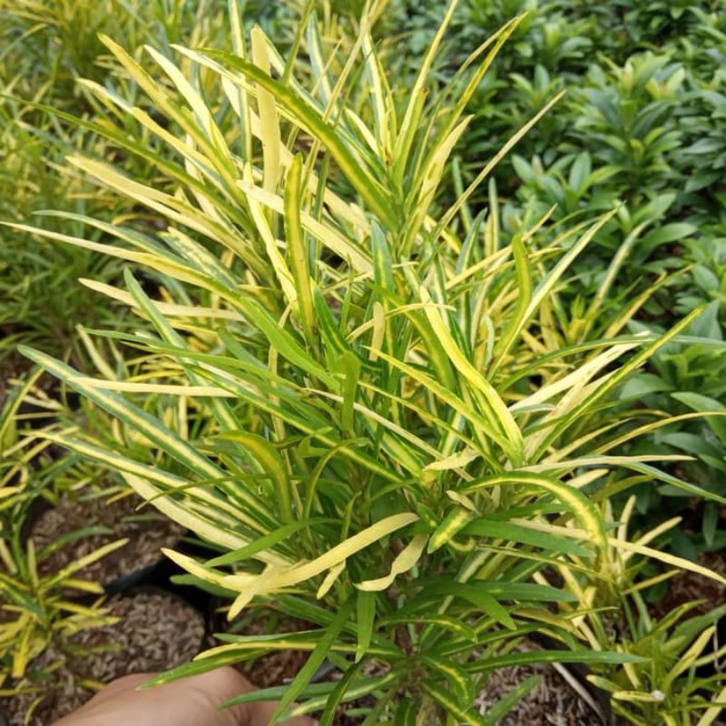 POHON PURING TERI / TANAMAN HIAS PURING TERI