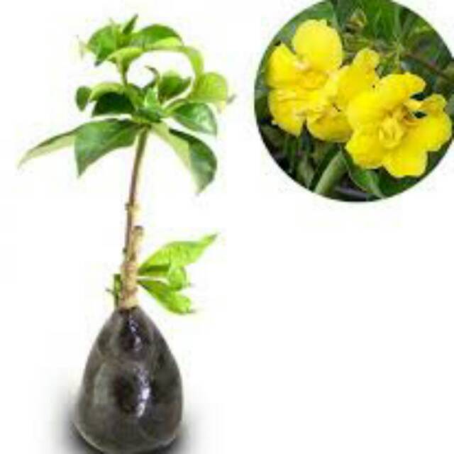 Allamanda Williamsi
